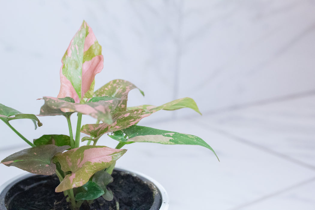 Syngonium Pink Splash, 4" Plant