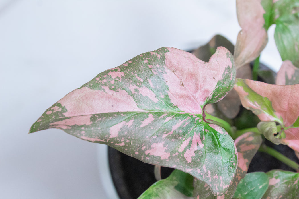 Syngonium Pink Splash, 4" Plant