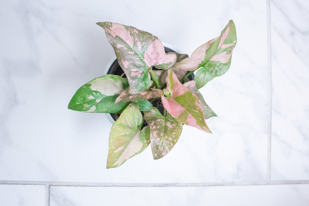Syngonium Pink Splash, 4" Plant