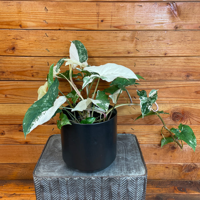 Syngonium Podophyllum Albo-Variegatum, 6" Plant