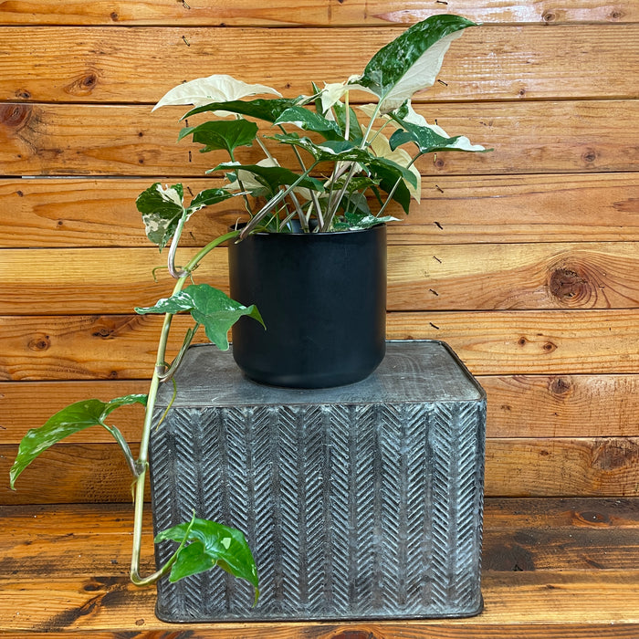 Syngonium Podophyllum Albo-Variegatum, 6" Plant