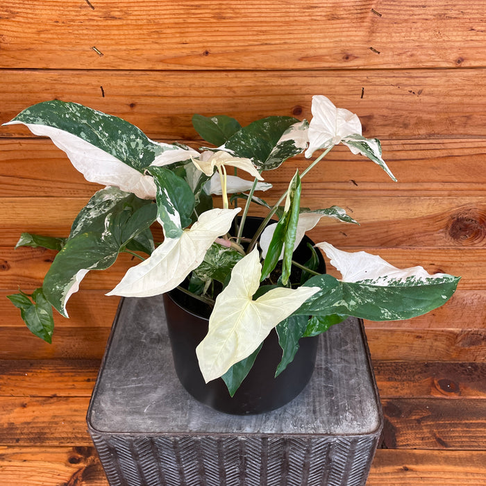 Syngonium Podophyllum Albo-Variegatum, 6" Plant