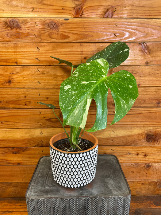 Monstera Thai Constellation TC, 6” Plant