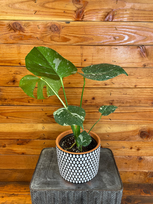 Monstera Thai Constellation TC, 6” Plant