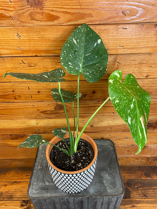 Monstera Thai Constellation TC, 6” Plant