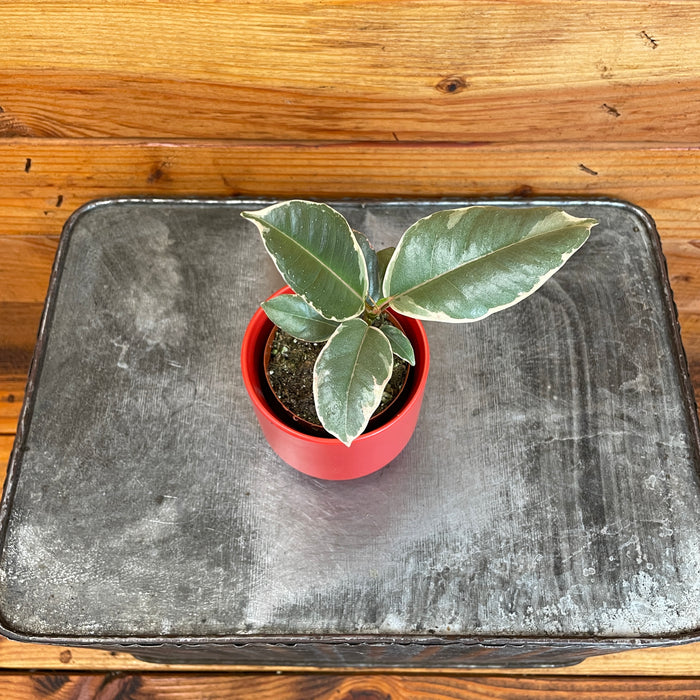 Ficus Tineke, 2" Plant