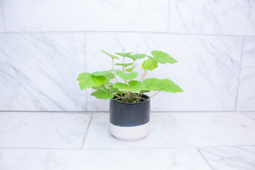 Tolmiea Piggyback Plant, 4" Plant