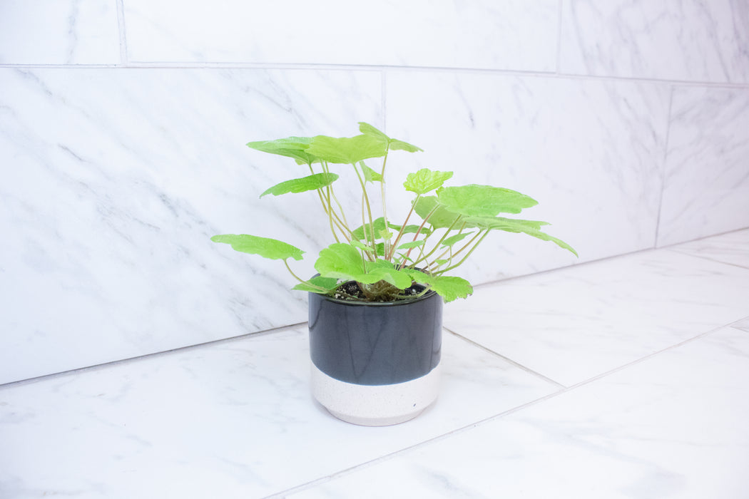 Tolmiea Piggyback Plant, 4" Plant