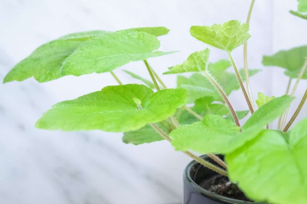 Tolmiea Piggyback Plant, 4" Plant