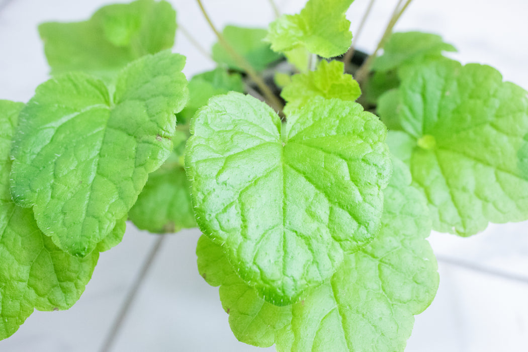Tolmiea Piggyback Plant, 4" Plant