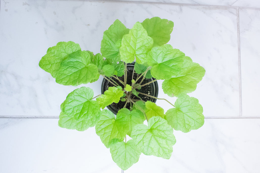 Tolmiea Piggyback Plant, 4" Plant