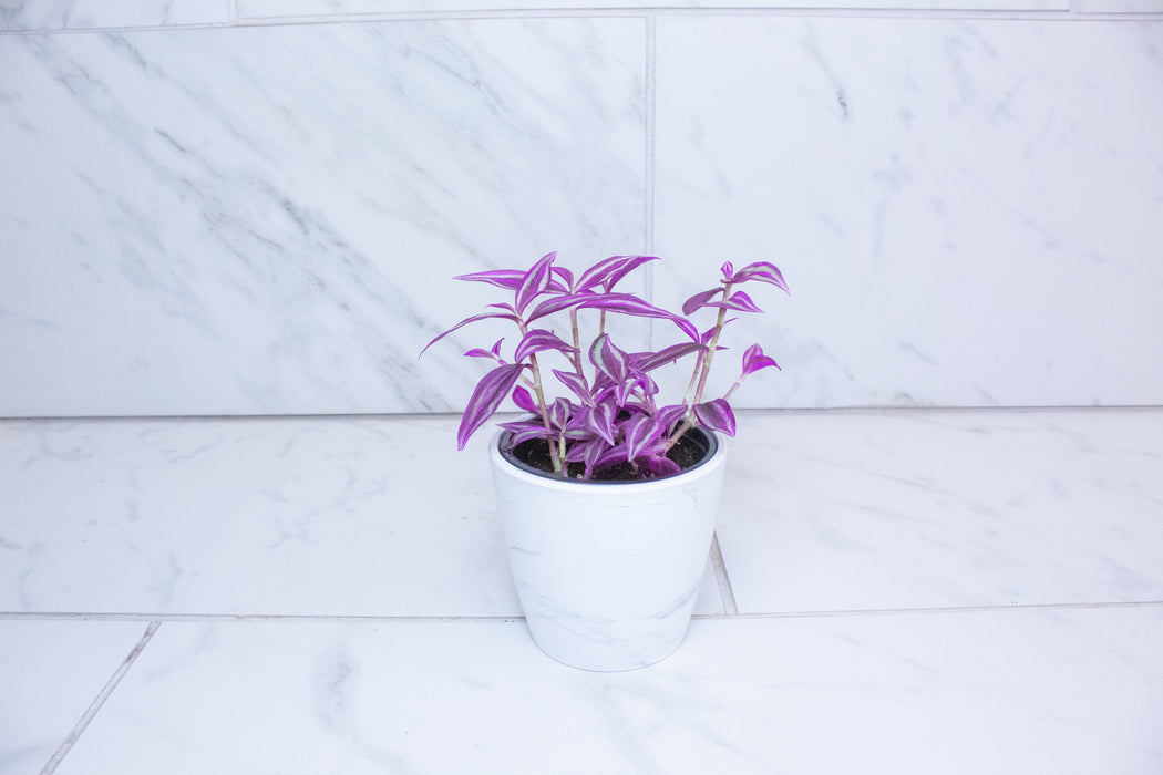 Tradescantia Pink Paradise, 4" Plant