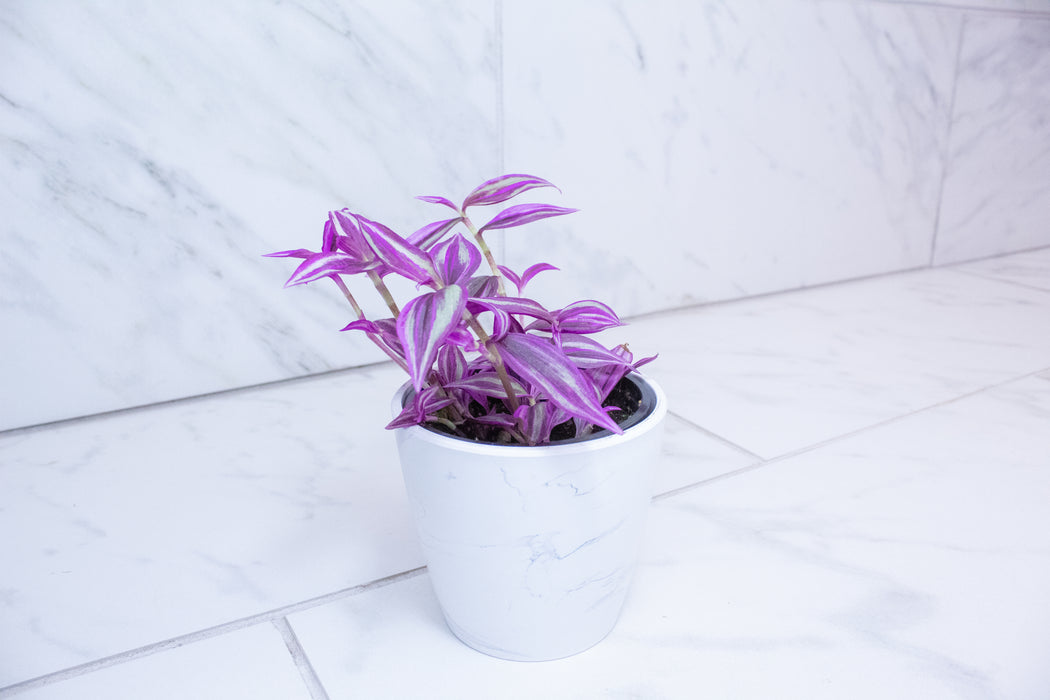 Tradescantia Pink Paradise, 4" Plant