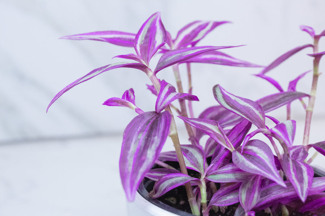 Tradescantia Pink Paradise, 4" Plant