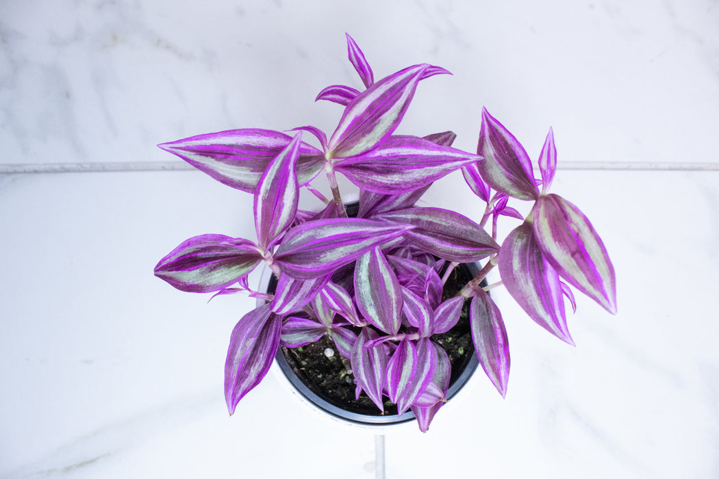 Tradescantia Pink Paradise, 4" Plant