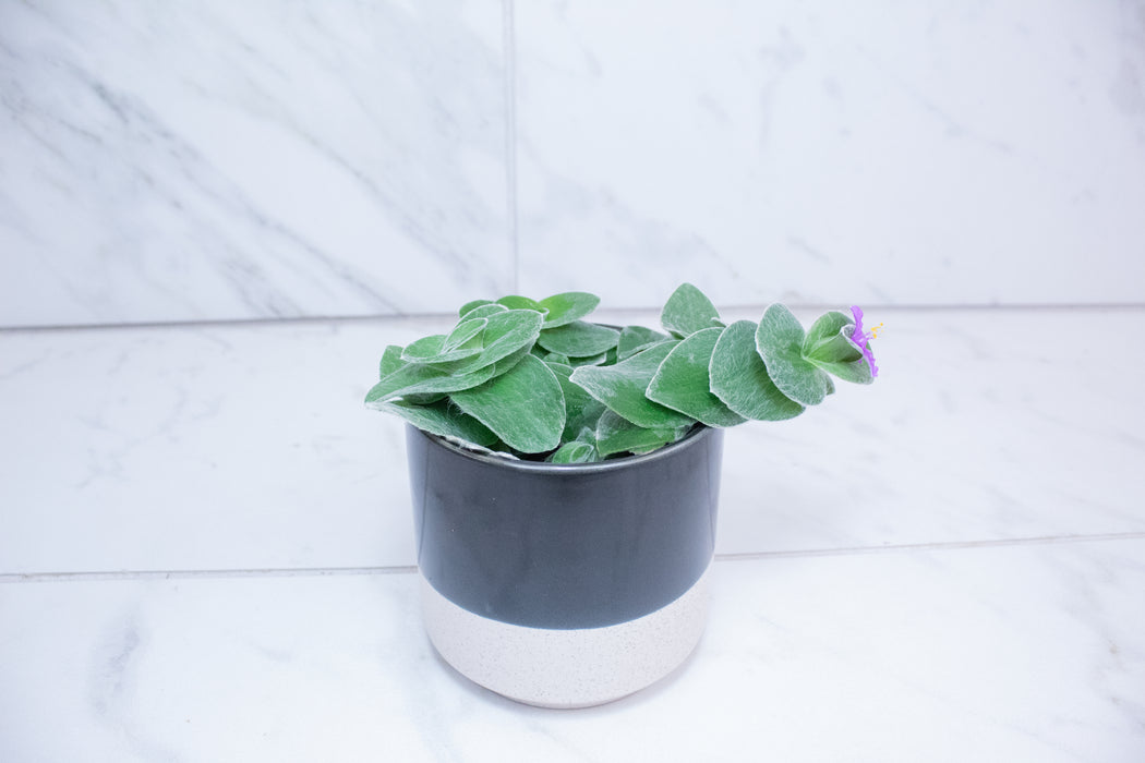 Tradescantia Sillamontana Teddy Bear Vine, 4" Plant