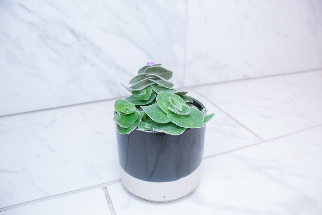 Tradescantia Sillamontana Teddy Bear Vine, 4" Plant