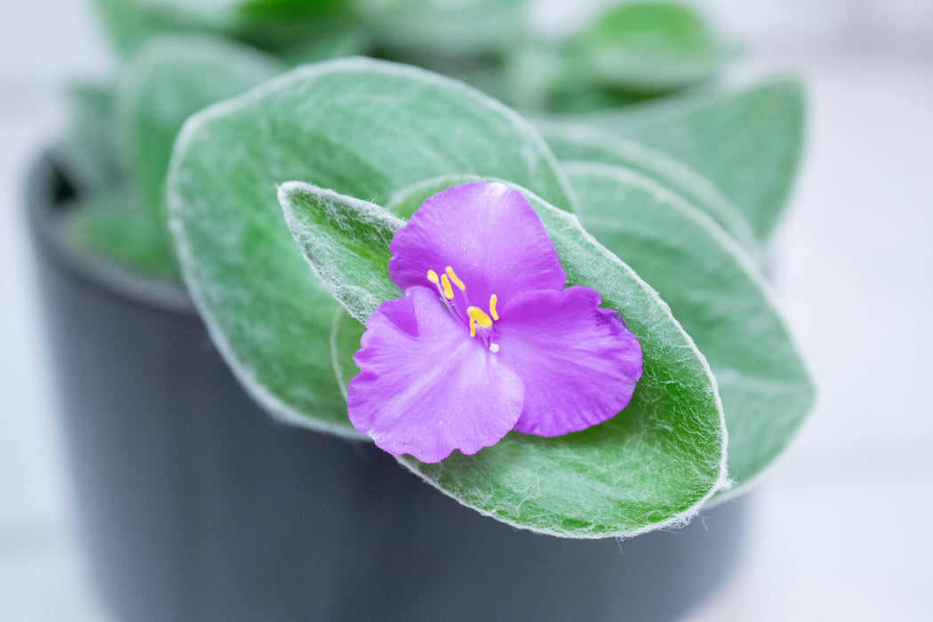 Tradescantia Sillamontana Teddy Bear Vine, 4" Plant