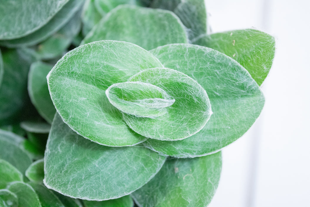 Tradescantia Sillamontana Teddy Bear Vine, 4" Plant