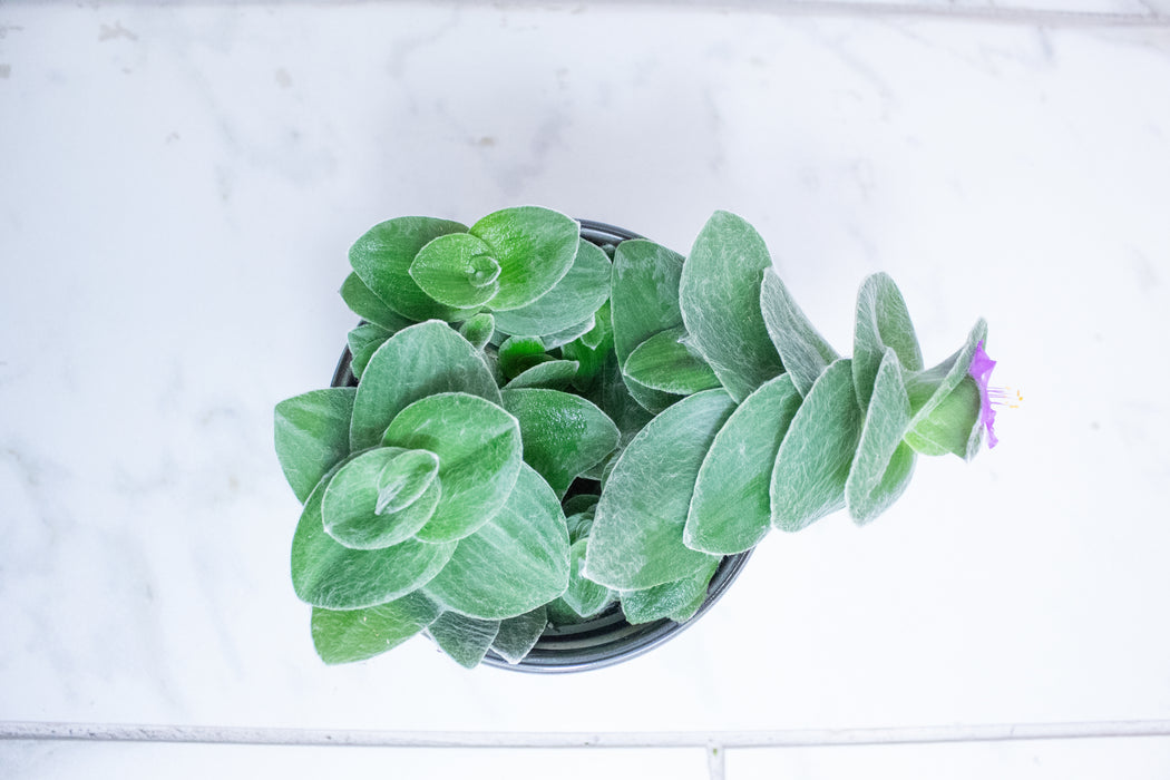 Tradescantia Sillamontana Teddy Bear Vine, 4" Plant