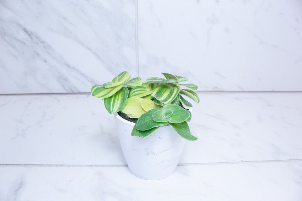 Tradescantia Sillamontana Variegata, 4” Plant