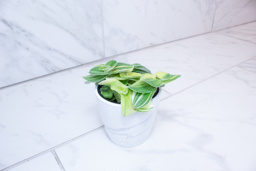 Tradescantia Sillamontana Variegata, 4” Plant