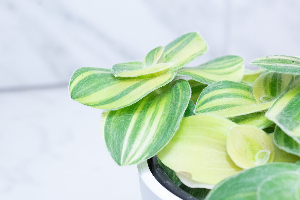 Tradescantia Sillamontana Variegata, 4” Plant