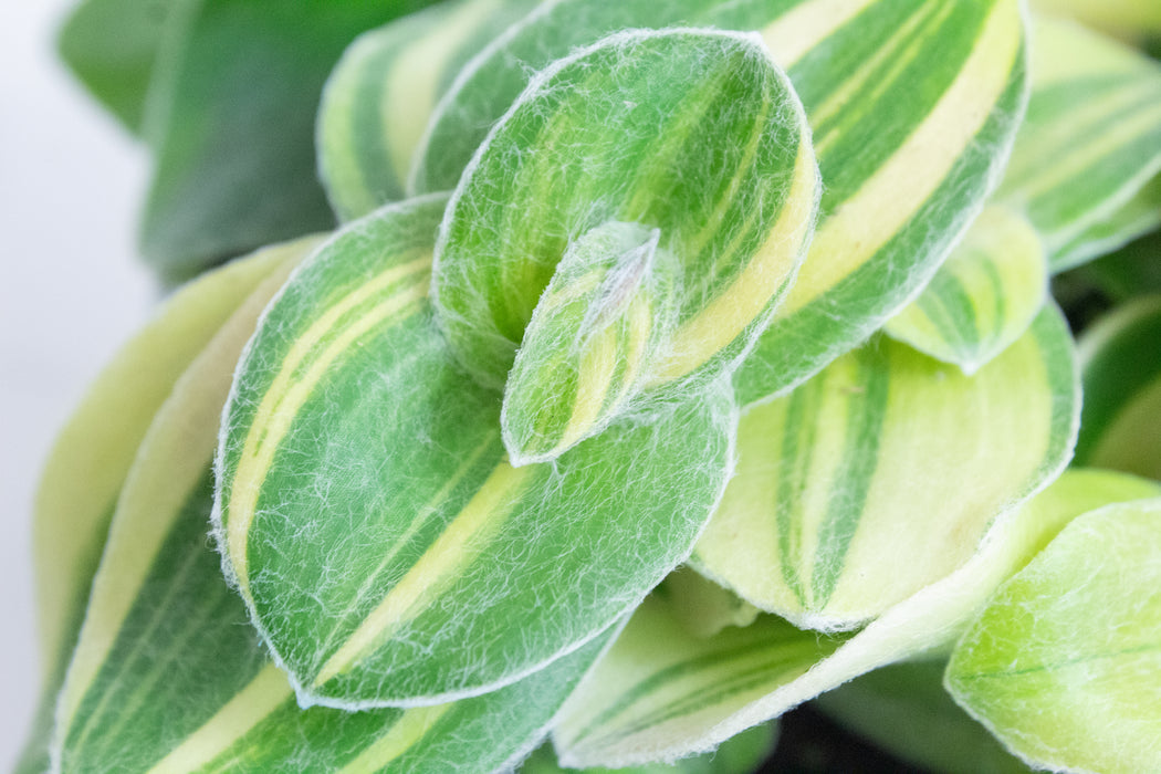 Tradescantia Sillamontana Variegata, 4” Plant