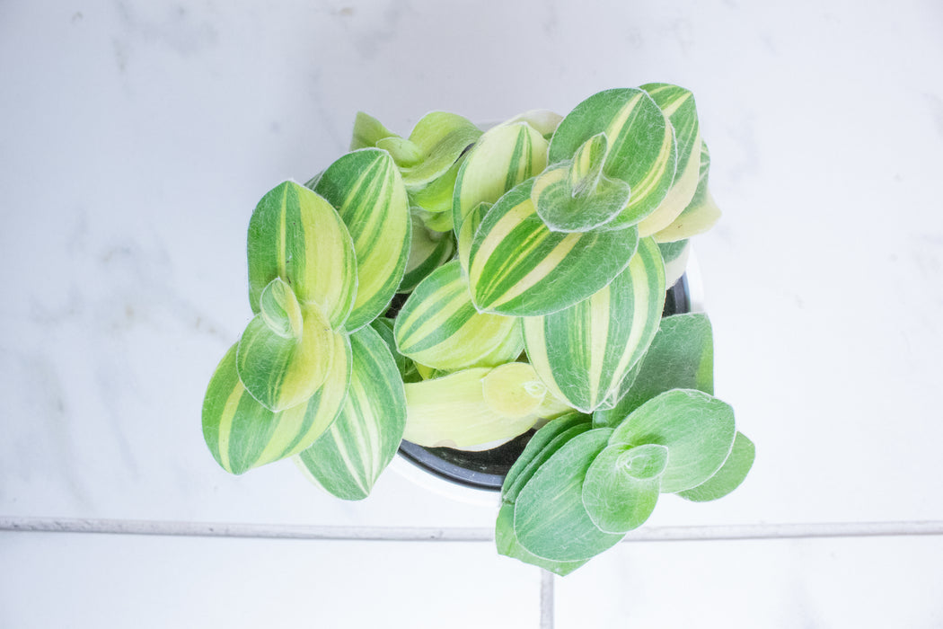 Tradescantia Sillamontana Variegata, 4” Plant