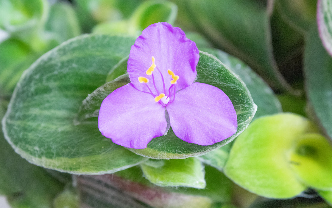 Tradescantia Sillamontana Variegata, 4” Plant