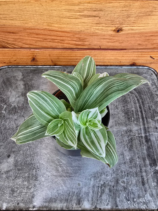 Tradescantia fluminensis albovittata, 2" Plant