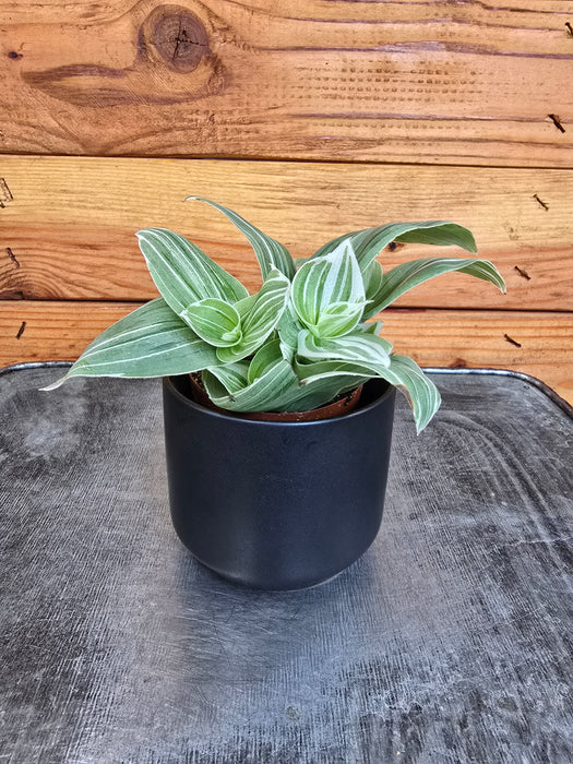 Tradescantia fluminensis albovittata, 2" Plant