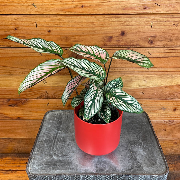 Calathea Majestica White Star, 4" Plant