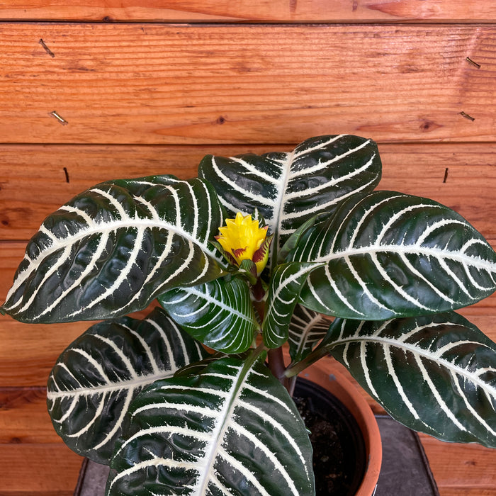 Aphelandra Dania Zebra, 6" Plant