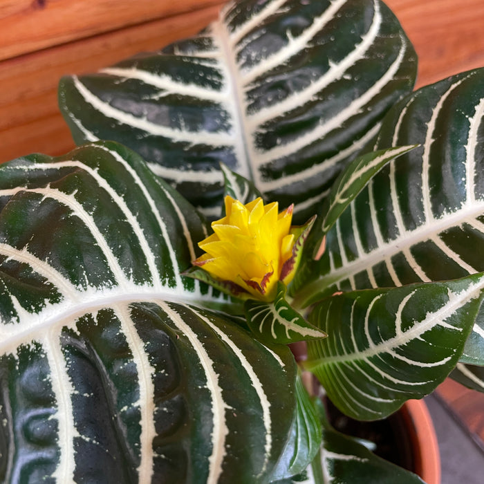 Aphelandra Dania Zebra, 6" Plant