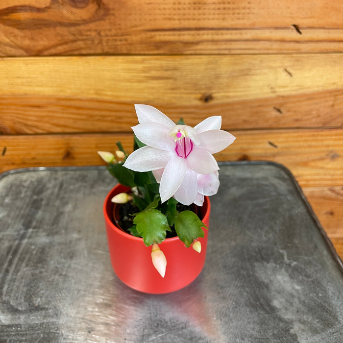 Schlumbergera Holiday Cactus White, 2" Plant