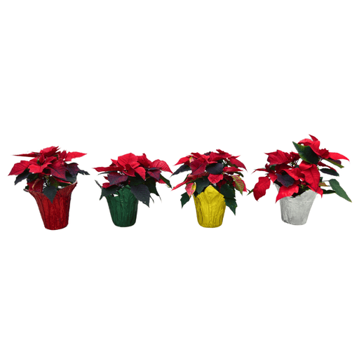 The Plant Farm® 6.5" Red Poinsettia with Pot Cover-Pickup Only