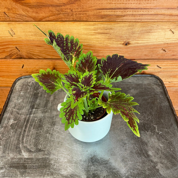 The Plant Farm® Bedding Plants Coleus Main Street Bourbon Street, 2" Plant