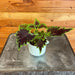 The Plant Farm® Bedding Plants Coleus Main Street Bourbon Street, 2" Plant