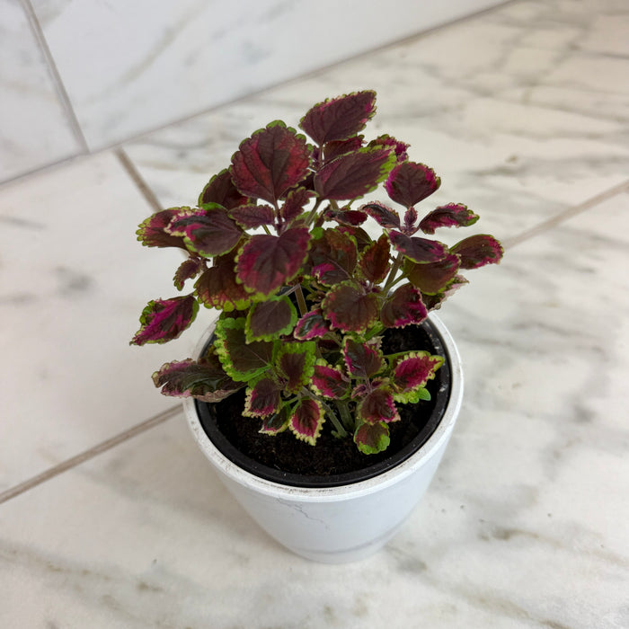 The Plant Farm® Bedding Plants Coleus Meandering Linda, 4" Plant