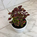 The Plant Farm® Bedding Plants Coleus Meandering Linda, 4" Plant