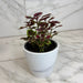 The Plant Farm® Bedding Plants Coleus Meandering Linda, 4" Plant