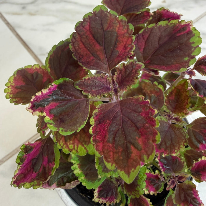 The Plant Farm® Bedding Plants Coleus Meandering Linda, 4" Plant
