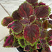 The Plant Farm® Bedding Plants Coleus Meandering Linda, 4" Plant