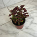 The Plant Farm® Bedding Plants Coleus Meandering Linda, 4" Plant