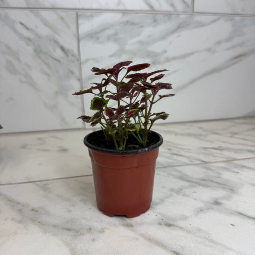 The Plant Farm® Bedding Plants Coleus Meandering Linda, 4" Plant