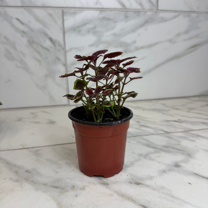 The Plant Farm® Bedding Plants Coleus Meandering Linda, 4" Plant