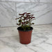 The Plant Farm® Bedding Plants Coleus Meandering Linda, 4" Plant