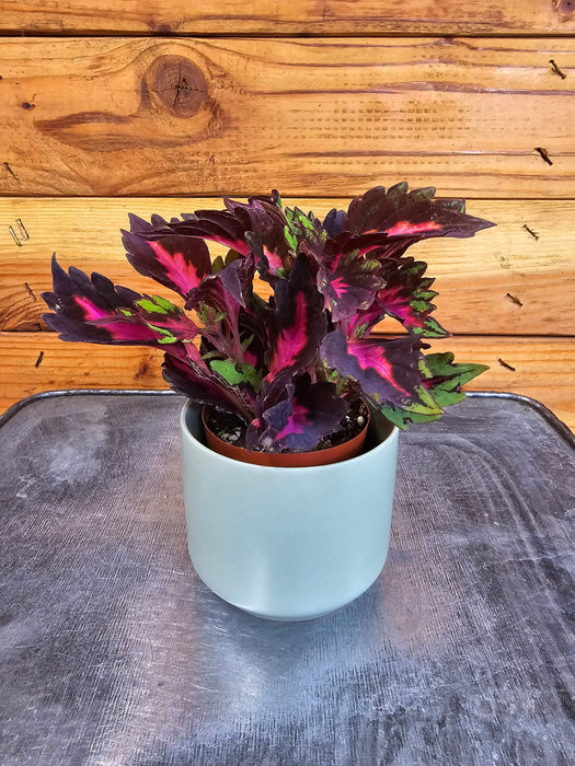 The Plant Farm® Bedding Plants Coleus Royalty, 2" Plant