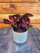 The Plant Farm® Bedding Plants Coleus Royalty, 2" Plant